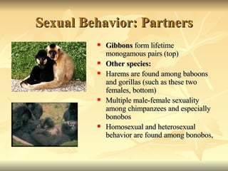 American Woman Monkeys Sex